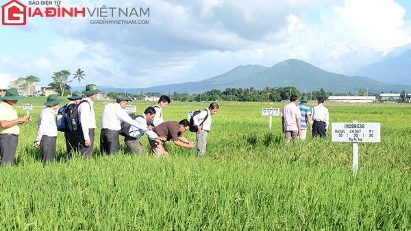 binh-dien-dua-nong-dan-hoc-tap-tai-vien-nghien-cuu-lua-quoc-te-irri-giadinhonline.vn 4