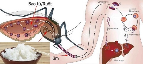 chung-virus-moi-khien-nguoi-mac-sot-xuat-huyet-an-com-bi-thung-ruot-giadinhonline.vn 1