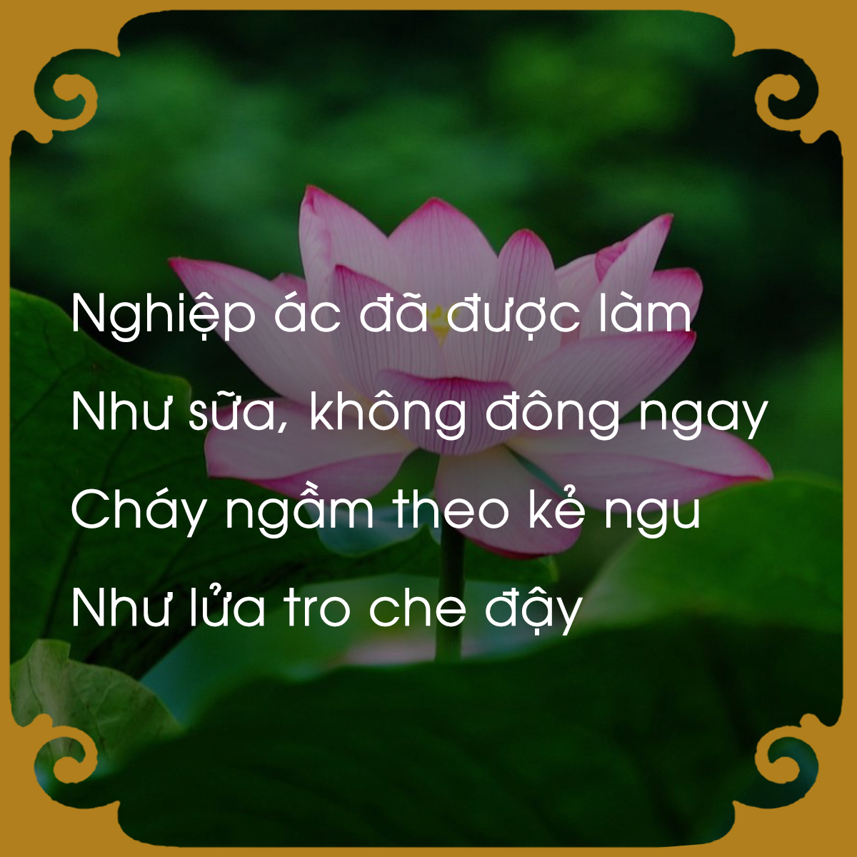 chiem-nghiem-luat-nhan-qua-qua-loi-phat-day-giadinhonline.vn 4