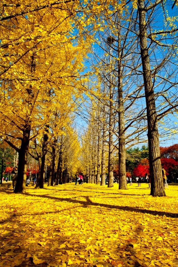 Lá vàng mùa thu vốn là biểu tượng của sự thay đổi và sự chuyển mùa. Những bức hình nền với lá vàng cuốn hút này sẽ mang đến cho bạn sự ấm áp và gợi nhớ về những kỷ niệm đẹp trong thời gian cuối năm.
