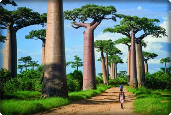 mot-chuyen-phieu-luu-toi-quoc-dao-madagascar-tai-sao-khong-giadinhonline.vn 3