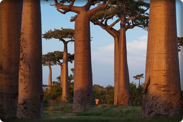 mot-chuyen-phieu-luu-toi-quoc-dao-madagascar-tai-sao-khong-giadinhonline.vn 12