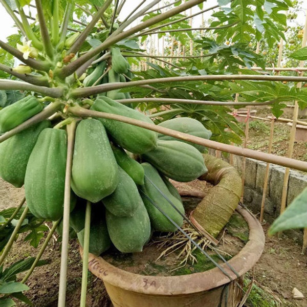 bonsai-tuong-ga-choi-tet-dinh-dau-dat-tien-nhung-duoc-nhieu-nguoi-san-lung-giadinhonline.vn 1