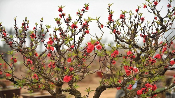 bonsai-tuong-ga-choi-tet-dinh-dau-dat-tien-nhung-duoc-nhieu-nguoi-san-lung-giadinhonline.vn 2