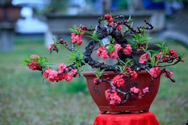 bonsai-tuong-ga-choi-tet-dinh-dau-dat-tien-nhung-duoc-nhieu-nguoi-san-lung-giadinhonline.vn 3