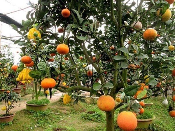 bonsai-tuong-ga-choi-tet-dinh-dau-dat-tien-nhung-duoc-nhieu-nguoi-san-lung-giadinhonline.vn 4