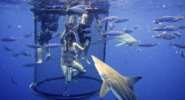 nghet-tho-voi-tro-choi-tu-than-quotngam-ca-mapquot-trong-quot47-meters-downquot--giadinhonline.vn 8