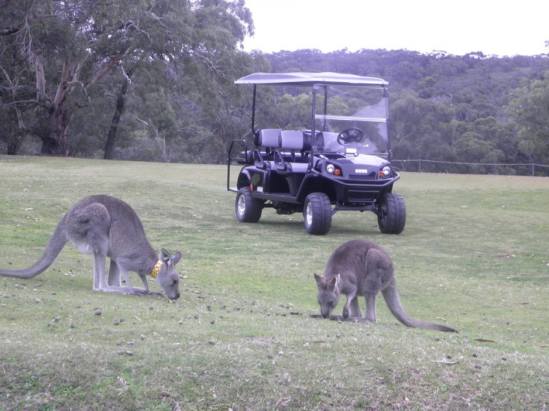 Những con kangaroo tinh nghịch chạy nhảy tung tăng khắp nơi.