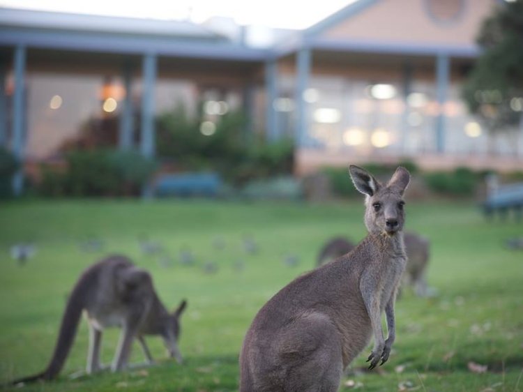 Sân golf Anglesea là mái nhà của hơn 300 con kangaroo xám