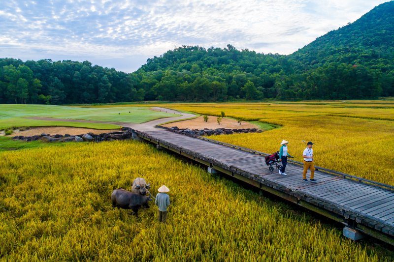Hố golf số 4 của Laguna Lăng Cô có phong cảnh ruộng lúa đậm chất Việt Nam