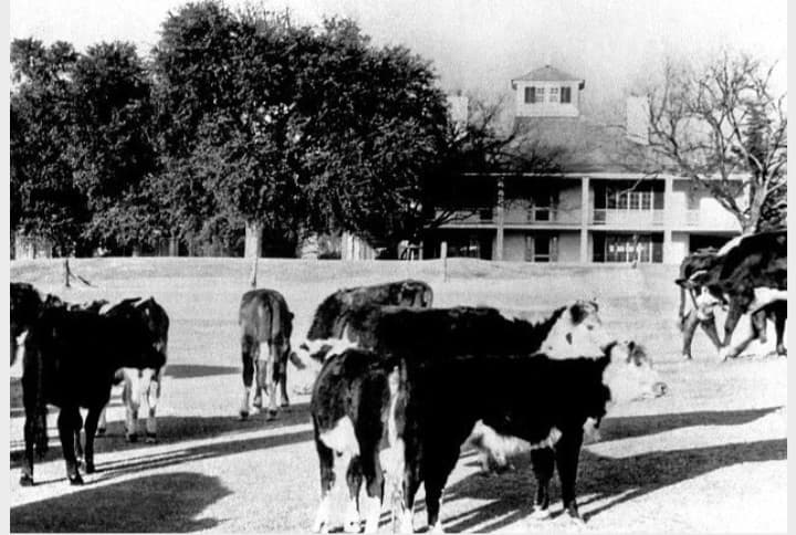 Trong chiến tranh thế giới thứ 2 sân golf Augusta National trở thành trang trại chăn nuôi gia súc phục kháng chiến.