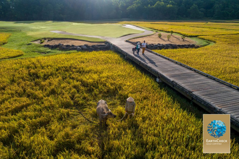 Cánh đồng lúa rộng hơn 3 ha trải dài các hố 3, 4, 13 và 15 của sân golf Laguna Lăng Cô