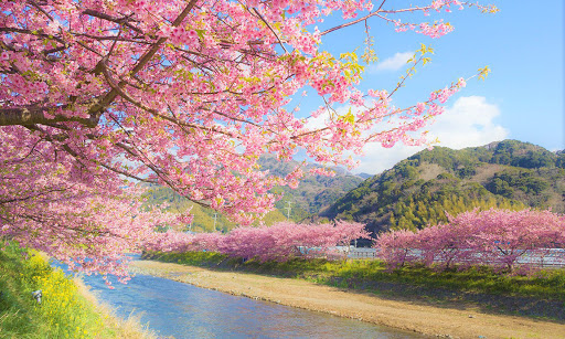 Nhật Bản mùa hoa anh đào vô cùng đẹp và lãng mạn