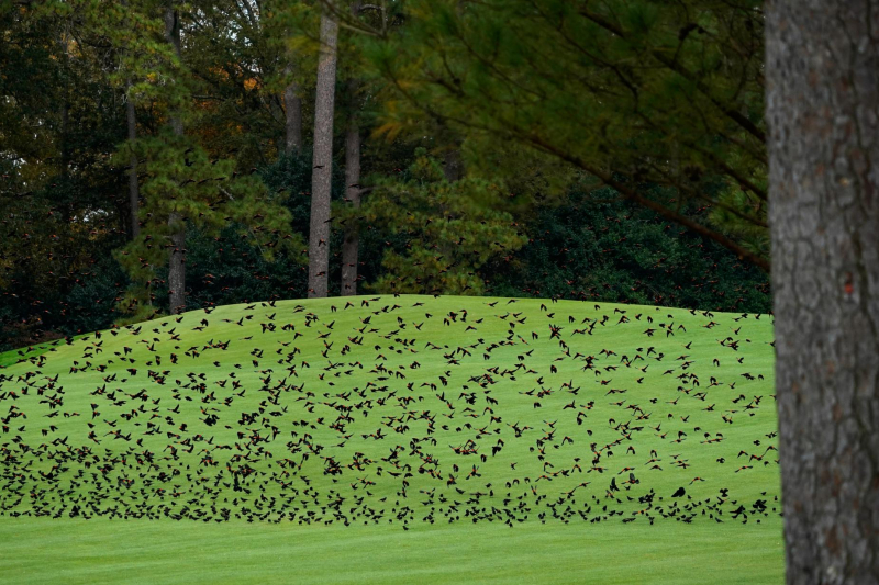 Ai nói rằng Augusta National vắng bóng những đàn chim?