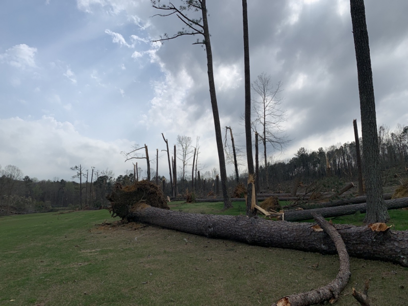 Nhiều cây lớn tại sân bật gốc sau cơn bão và lốc xoáy (Ảnh: Twitter)