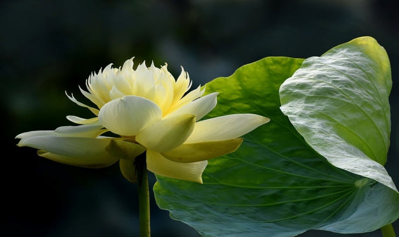 Hoa sen vàng là loài hoa rất đặc biệt, sắc vàng tươi dịu dàng mà thanh thoát, mang đến cảm giác nhẹ nhàng cho tâm hồn (Ảnh: Sưu tầm)