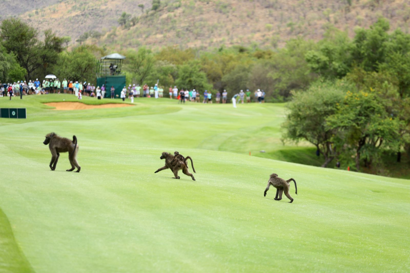 Những con khỉ đầu chó băng qua fairway sân Gary Player Country Club, Nam Phi trong vòng hai Nedbank Golf Challenge 2016