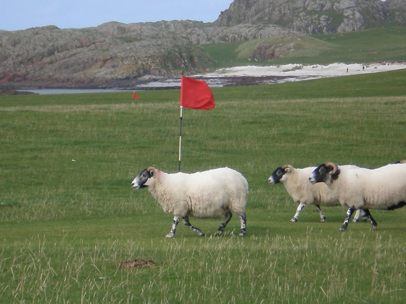 Đàn cừu chính là đội ngũ bảo dưỡng sân, đóng vai trò 