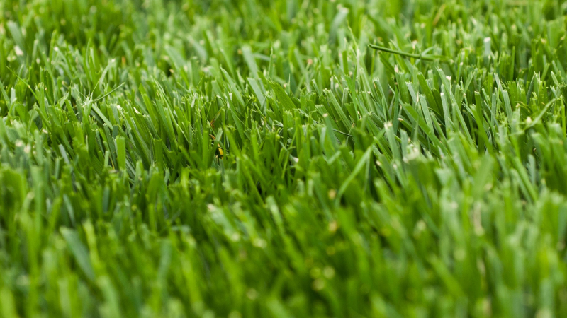Fescue yêu cầu cắt cỏ thường xuyên ít hơn nhiều giống cỏ khác