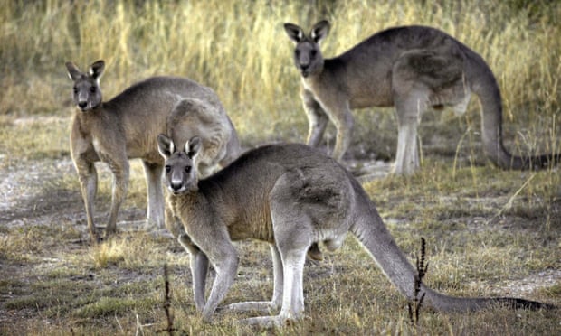 Những cuộc đối đầu giữa kangaroo với con người không hiếm gặp tại Australia