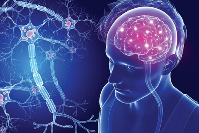 Hệ trục não – ruột có mối liên hệ mật thiết với nhau (nguồn Internet)