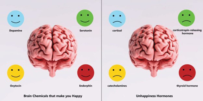 Các nội tiết tố serotonin, melatonin, dopamine, endorphin... giúp tâm trạng vui vẻ, hạnh phúc