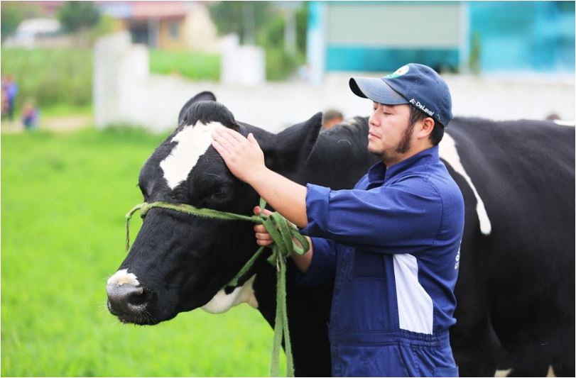 Cao nguyên Mộc Châu sẽ được đầu tư để trở thành thủ phủ bò sữa của Việt Nam