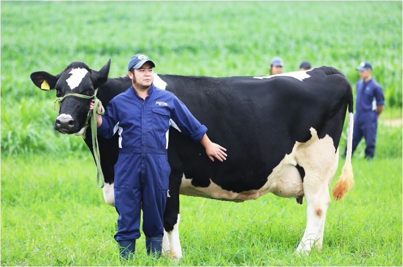 Cao nguyên Mộc Châu sẽ được đầu tư để trở thành thủ phủ bò sữa của Việt Nam