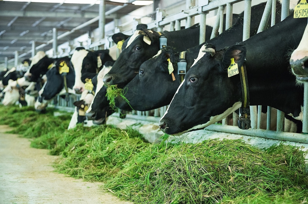 Trang trại Bò sữa Vinamilk Tây Ninh có quy mô 8000 bò, bê với diện tích gần 700ha, được xây dựng nhưng “resort” dành cho bò sữa
