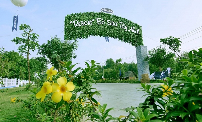 Không chỉ gây ấn tượng với quy mô lớn và sự hiện đại, trang trại của Vinamilk tại Tây Ninh còn được biết đến với không gian xanh mát, lý tưởng như “resort”.
