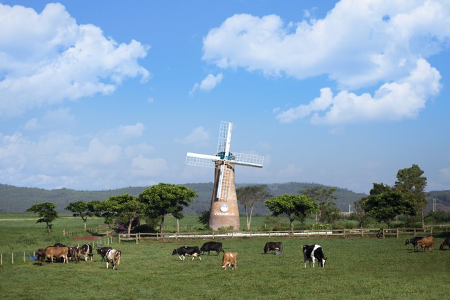 Bò sữa Organic được chăn thả tự nhiên trên các đồng cỏ đạt chuẩn hữu cơ Châu Âu tại trang trại Vinamilk Organic Đà Lạt.