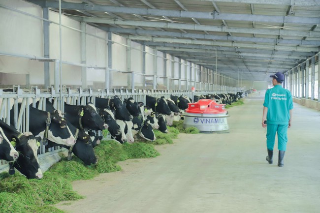 Công nghệ thu gom chất thải được Vinamilk áp dụng giúp vệ sinh chuồng trại luôn sạch, đảm bảo sức khỏe và sự thoải mái cho đàn bò sữa.