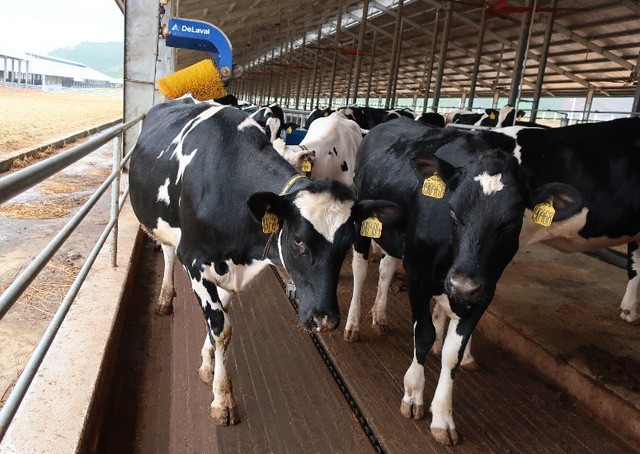 Khu vực chuồng trại có hệ thống làm mát tự động và chổi massage tự động giúp bò dễ chịu, không bị căng thẳng và hồi phục nhanh sau một hành trình dài.