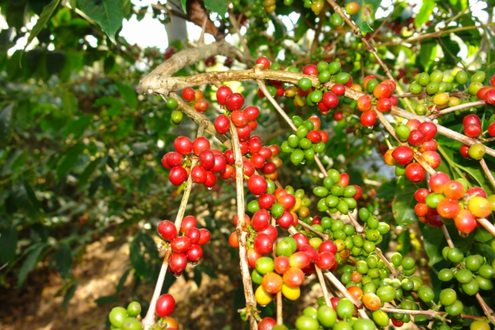 Vùng chuyên canh lúa gạo với diện tích 50.000 ha tại Kiên Giang, An Giang