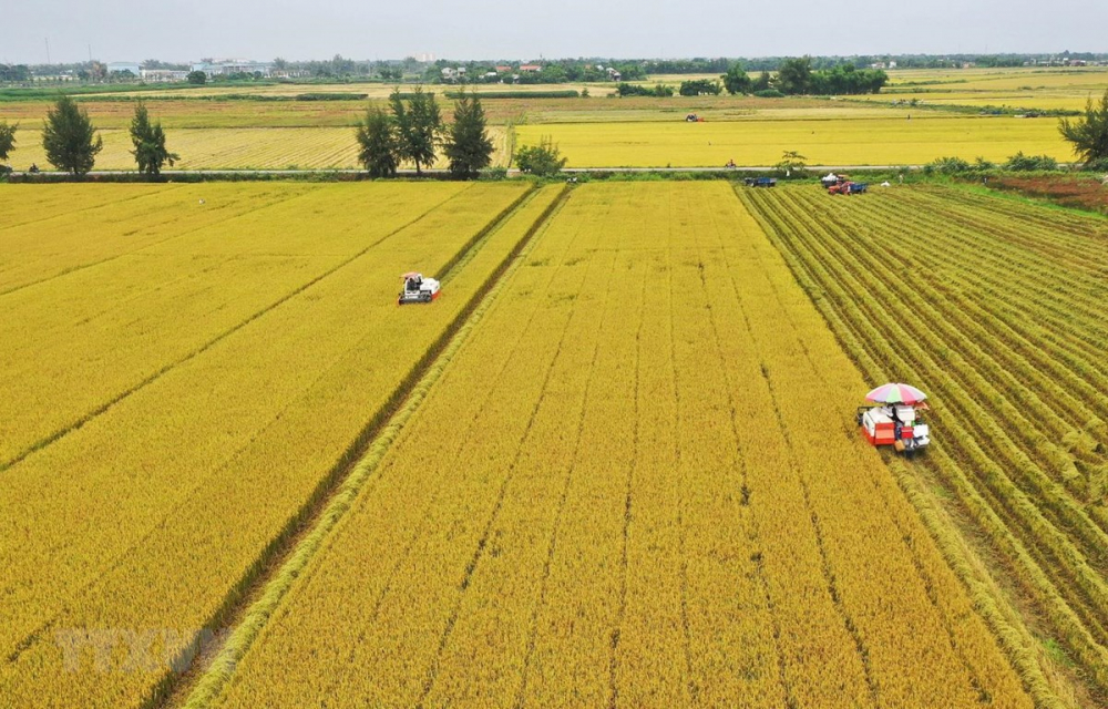 Vùng chuyên canh lúa gạo với diện tích 50.000 ha tại Kiên Giang, An Giang