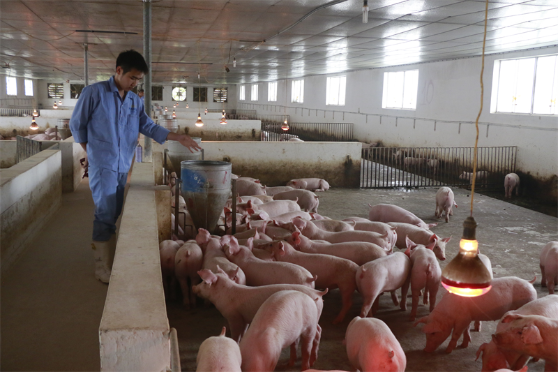 Doanh nghiệp nước ngoài đang chiếm tới 65% thị phần thị trường thức ăn chăn nuôi Việt Nam.