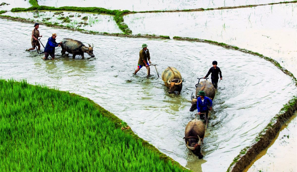 Đồng bào người Mông chuẩn bị ruộng đồng cho vụ mùa mới.