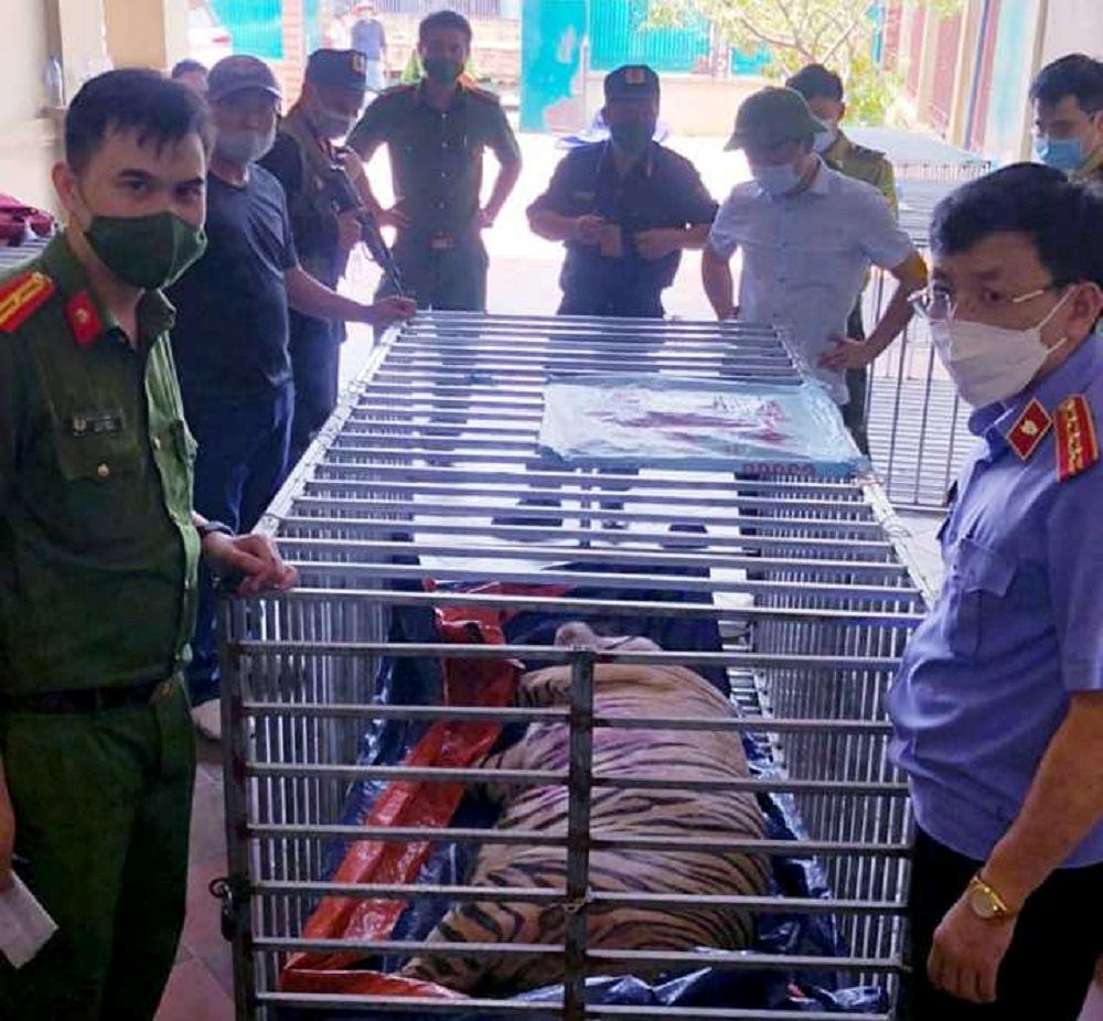 Tình trạng nuôi nhốt, buôn bán hổ trái phép liên tục bị phát hiện ở Nghệ An