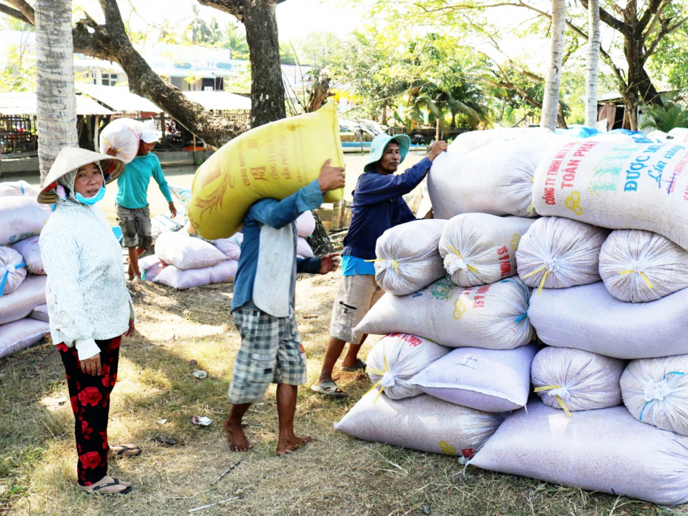 Việc thu mua lúa gạo đang gặp nhiều khó khăn
