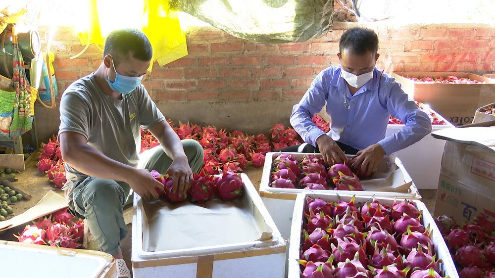 Sản phẩm quả thanh long trồng trên địa bàn huyện Thuận Châu có kích thước đồng đều, mẫu mã đẹp, chất lượng đảm bảo, an toàn.