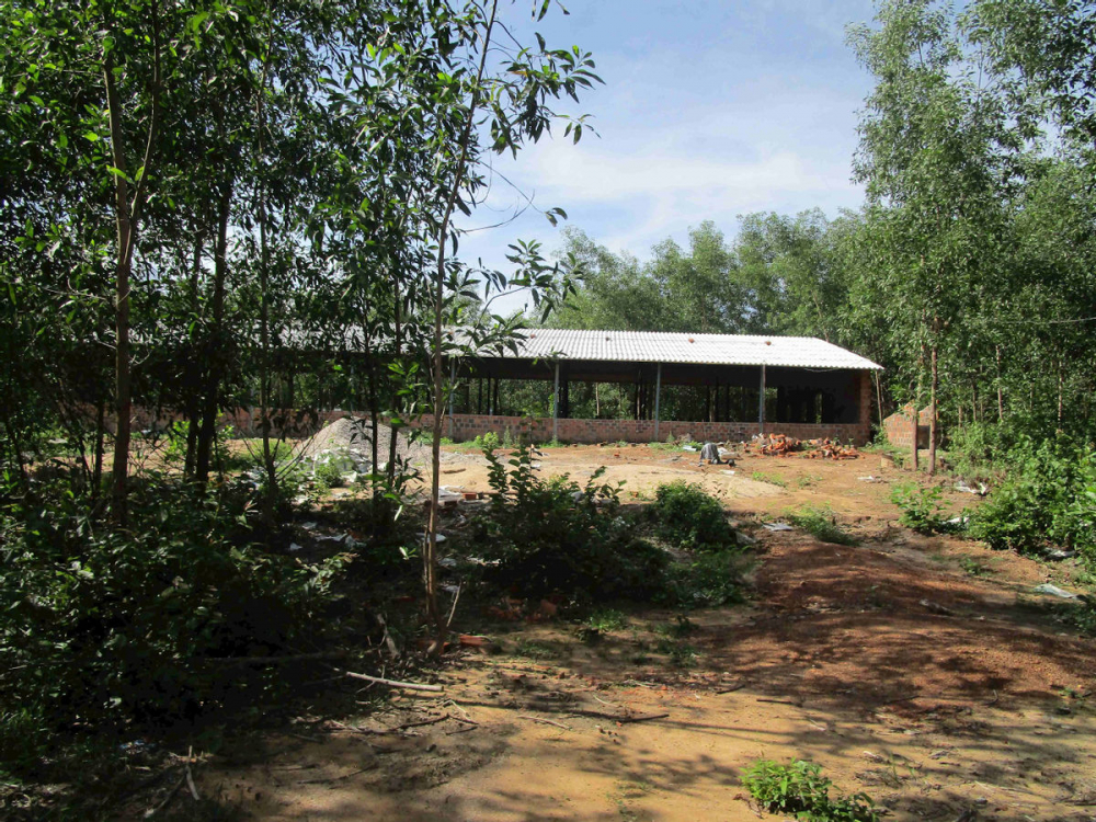 Khu vực trại heo mới nằm gần trại heo cũ cũng trên khu đất trồng keo