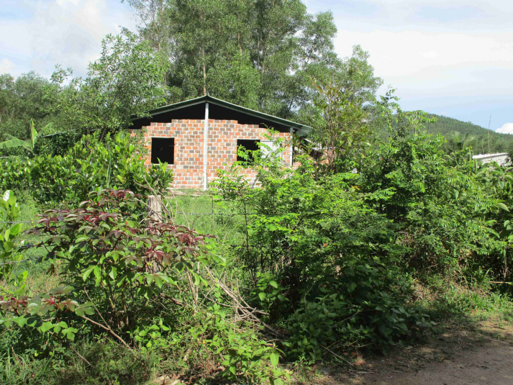 Dây thép gai bao quanh trại heo