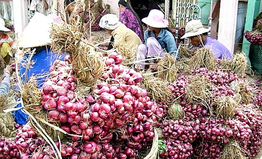 Người dân miền Tây thu hoạch hành tím