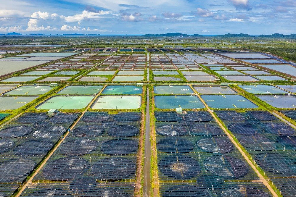 Nhờ đổi mới công nghệ trong sản xuất tôm giống, Công ty Việt – Úc đã thành lập trang trại tôm giống với khả năng sản xuất 15 tỷ cá thể tôm giống hậu ấu trùng