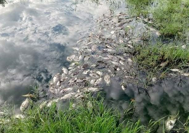 Cá chết trong KCN Phong Điền