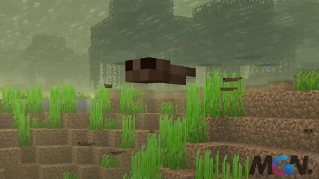 Nòng nọc có thể bị kỳ giông axolotl săn bắt trong Minecraft
