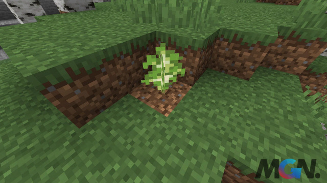 Trồng cây trong Minecraft