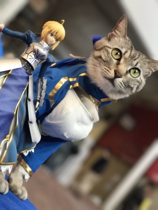 mèo cosplay