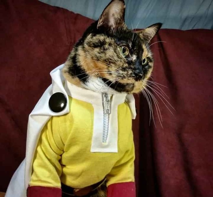 mèo cosplay