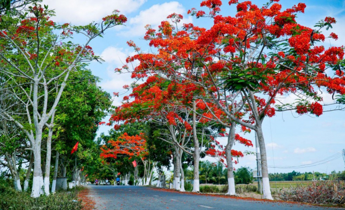 duong-hoa-phuong-bac-lieu
